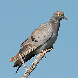 Yellow-eyed/Pale-backed Pigeon
